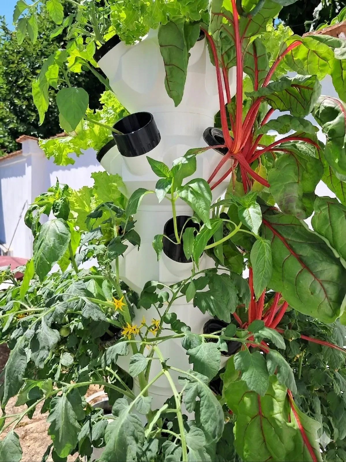 Weißer, gedruckter Turm im Garten, bewachsen mit rotstieligem Mangold, Tomaten mit gelben Blüten und Salat